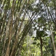 Bambous au Jardim Botanico