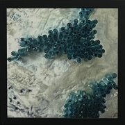 Os de mer blue, détail 