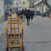 "A" la vache !