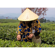 Cueillette à la main