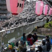 Hanami à Edogawabashi