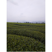 Plantation de thé à perte de vue