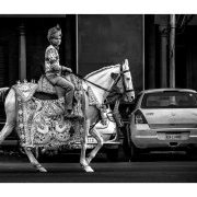 Le Marwari magnifique