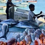 Frais les poissons !