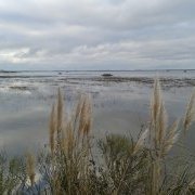 le Bassin à fleur de berges
