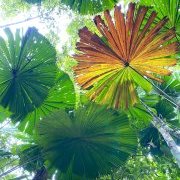 Dans la forêt australienne