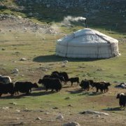 Yak et yourte : paysage mongol