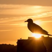 Mouette