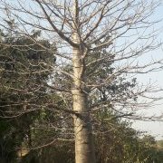 Baobab