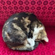 Cat d'Orsay